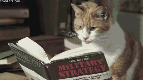könyvet lapozó macska